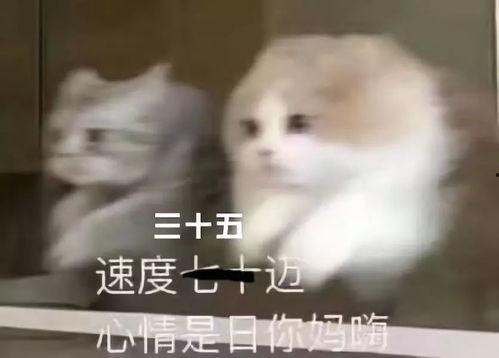 吃瓜群众忙的视频,揭秘热门视频背后的故事