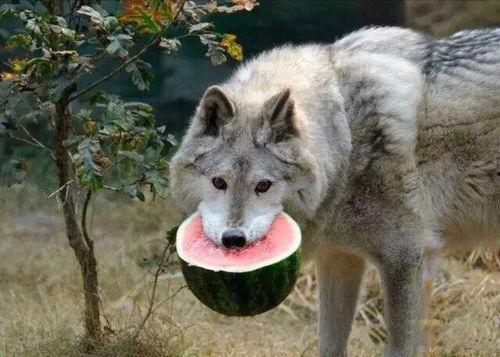 《遇狼》by吃瓜人,一场人与自然的生死较量