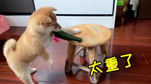 带你吃瓜凶狗视频,惊险一幕！带你直击“带你吃瓜凶狗”视频现场