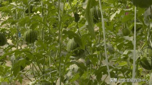 金塔大庄子吃瓜,瓜果飘香，品味夏日田园风情