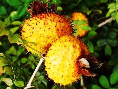 刺梨吃瓜测评,探寻天然果实的独特魅力