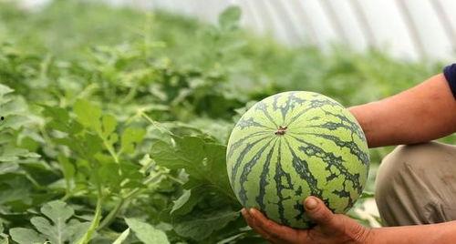 北枫隐身吃瓜,吃瓜群众揭秘娱乐圈幕后风云