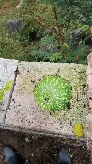 吃绿瓜搞笑视频大全,搞笑视频大全集锦