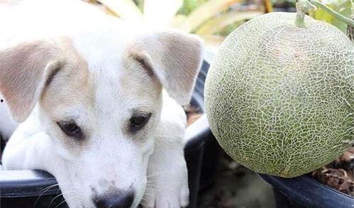 狗吃哈密瓜,哈密瓜的甜蜜诱惑