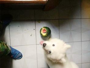 萨摩耶比熊吃瓜,萨摩耶与比熊的欢乐瓜界冒险