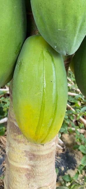 牛奶味瓜怎么吃,牛奶味瓜的独特食用指南