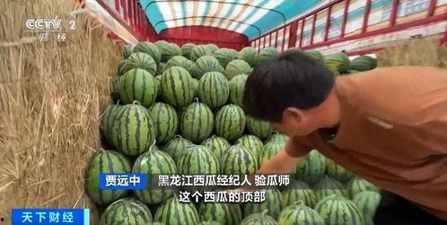 今年是吃瓜,瓜田里的那些事儿