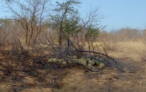 贵阳大型吃瓜现场,全民围观，热闹非凡